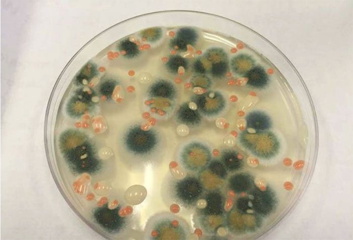 These microorganisms and molds have the ability to develop and mutate.