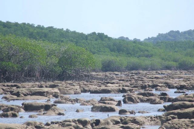 Corals on Mapur Island, Indonesia