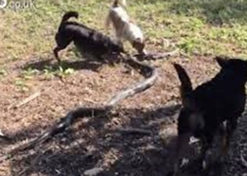 video catch mang chua 2 4 meters long using 4 dogs at home and the surprising ending 119198