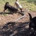 video catch mang chua 2 4 meters long using 4 dogs at home and the surprising ending 119198
