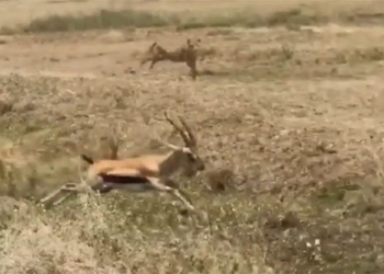 video fire escape lion general van caught due to this mistake 123229