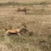 video fire escape lion general van caught due to this mistake 123229