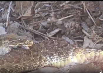 video hilarious scenario snake under the bell flooded with fangs and self injecting into body 118331