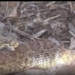 video hilarious scenario snake under the bell flooded with fangs and self injecting into body 118331