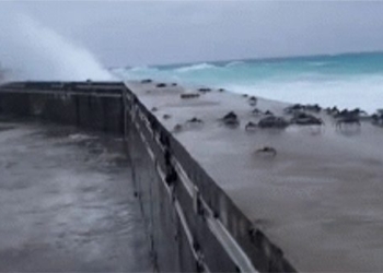 video hundreds of birds being blown past a wall in a storm 123685