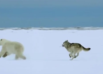 video hyper realistic animated hunting ultimate bear and breath taking development 123800