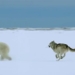 video hyper realistic animated hunting ultimate bear and breath taking development 123800
