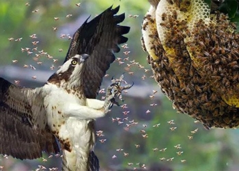 video missing this bird gets to the corn cob even the big one has to turn off the light 114735