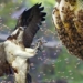 video missing this bird gets to the corn cob even the big one has to turn off the light 114735