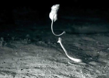video mouse encounters snake attack in ninja style 119062