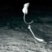 video mouse encounters snake attack in ninja style 119062
