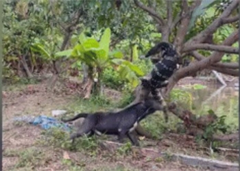 video pitbull hung hang can duoi than lan khong lo roi loi khoi cay 124417