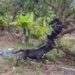 video pitbull hung hang can duoi than lan khong lo roi loi khoi cay 124417
