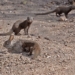 video planting mangut combined attack tho dong 122341