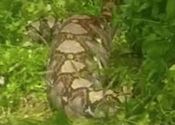 video renting a big squid with a round belly 123273