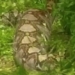 video renting a big squid with a round belly 123273