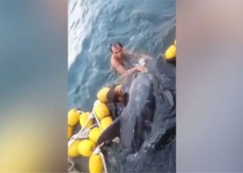 video rescue of the hedgehog stuck at sea 123641