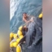 video rescue of the hedgehog stuck at sea 123641