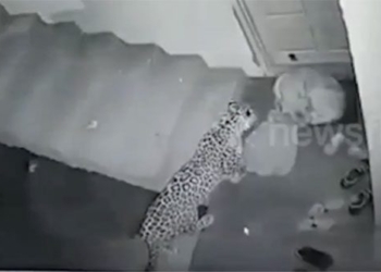 video security camera captures thief stealing day before residents house 118276