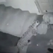 video security camera captures thief stealing day before residents house 118276