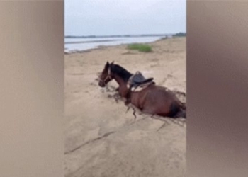 video show is the savior of the horse from being trapped in bun lay 123143