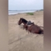 video show is the savior of the horse from being trapped in bun lay 123143