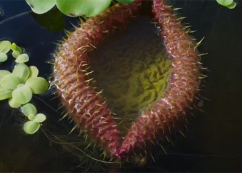 video similar to the monster is more than two meters wide 118384