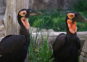 video southern bird mock sparrow species that can shell tortoise 123676