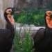 video southern bird mock sparrow species that can shell tortoise 123676