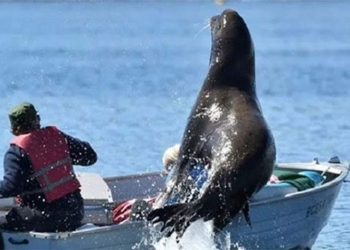 video the lion almost tipped the boat while circling the hunter 123068