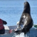 video the lion almost tipped the boat while circling the hunter 123068