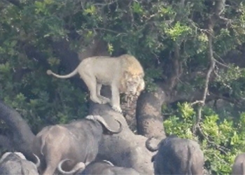 video the white lion equipped with buffalo hunting and an unexpected ending 124444