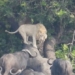 video the white lion equipped with buffalo hunting and an unexpected ending 124444