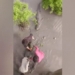 video thin skin hungry crocodile catch giant 124656