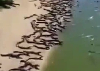 video thousands of alligators stun me by the river attracting over 10 million views 123062