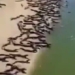 video thousands of alligators stun me by the river attracting over 10 million views 123062