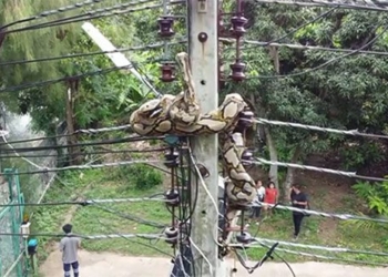 video translated near 5m dragging on power pole 122873