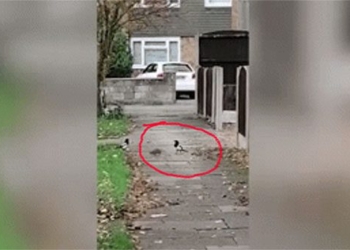 video triggering this war fire between mice and two birds and the ending 124234