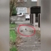 video triggering this war fire between mice and two birds and the ending 124234