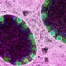 vietnam appears the variant ba 5 of omicron 121380