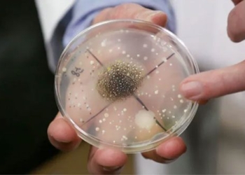 vietnamese bacteria attack space station will it harm astronauts 122003