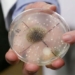 vietnamese bacteria attack space station will it harm astronauts 122003