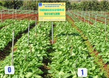 vietnamese scientists create new fertilizer type to increase yield by over 300 118004