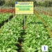 vietnamese scientists create new fertilizer type to increase yield by over 300 118004