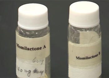 vietnamese scientists discover anticancer substance from rice 123724