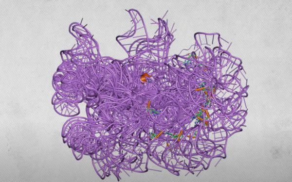 In fact, it is estimated that 8% of the human genome includes sequences originating from viruses