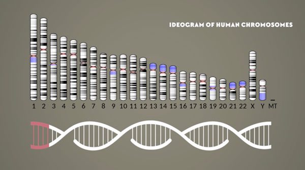 Viruses may have formed before cells