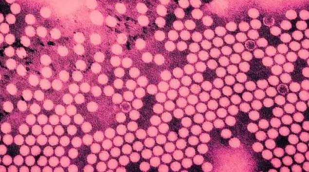 virus bai liet 1