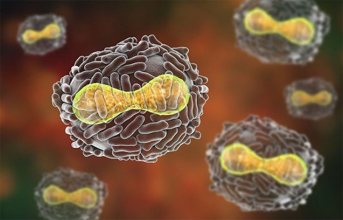 Smallpox is caused by two strains of the virus: Variola major and Variola minor.