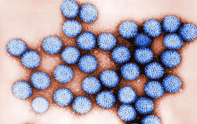 Viruses can attach to microplastics, allowing them to survive longer.